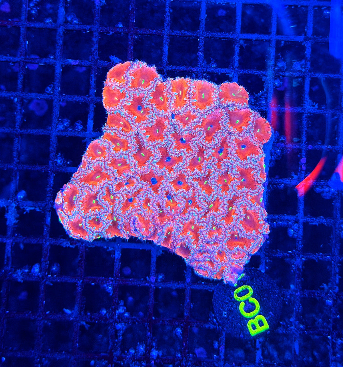 Rainbow blasto XL