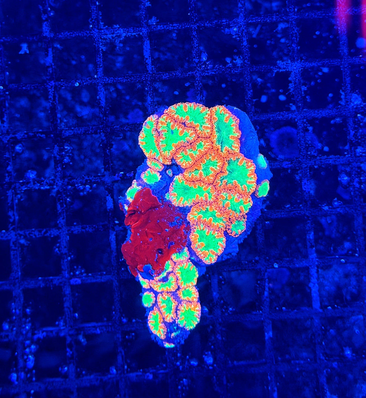 Rainbow blasto