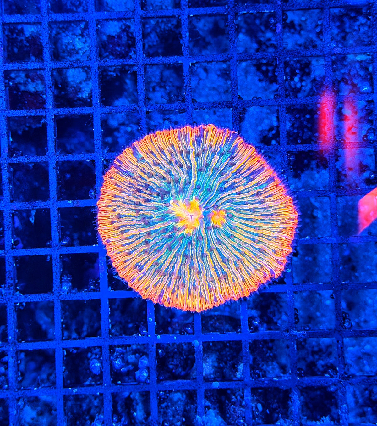 Rainbow plate clearance