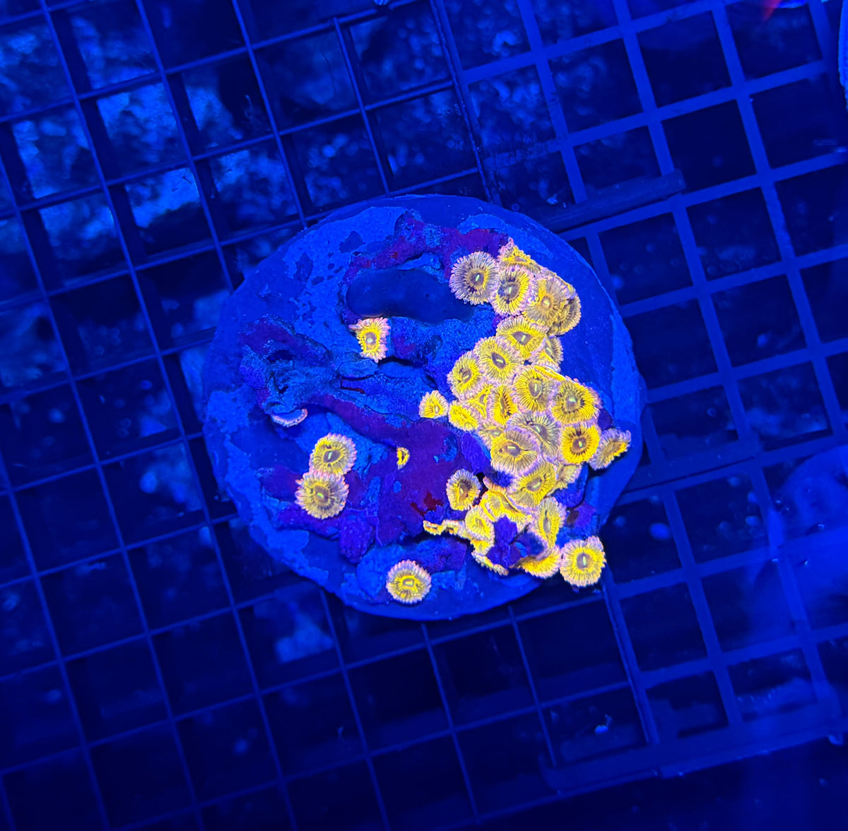 Mixed zoa plate