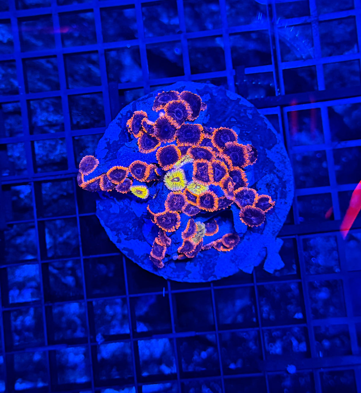 Mixed zoa plate
