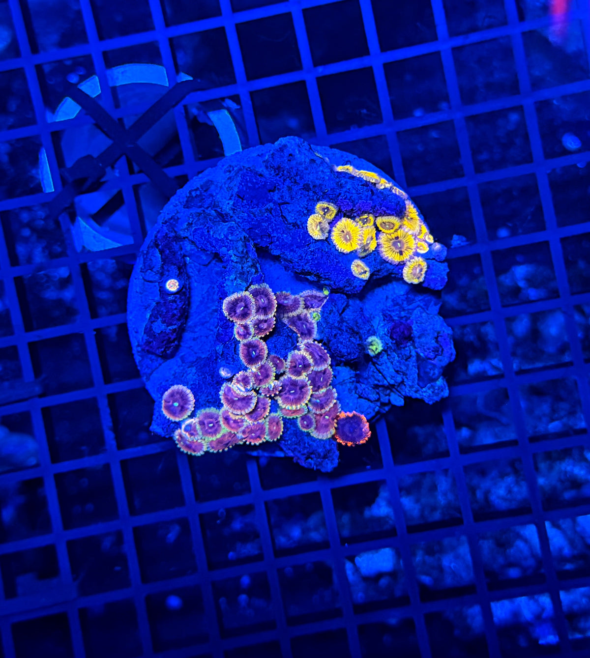 Mixed zoa plate