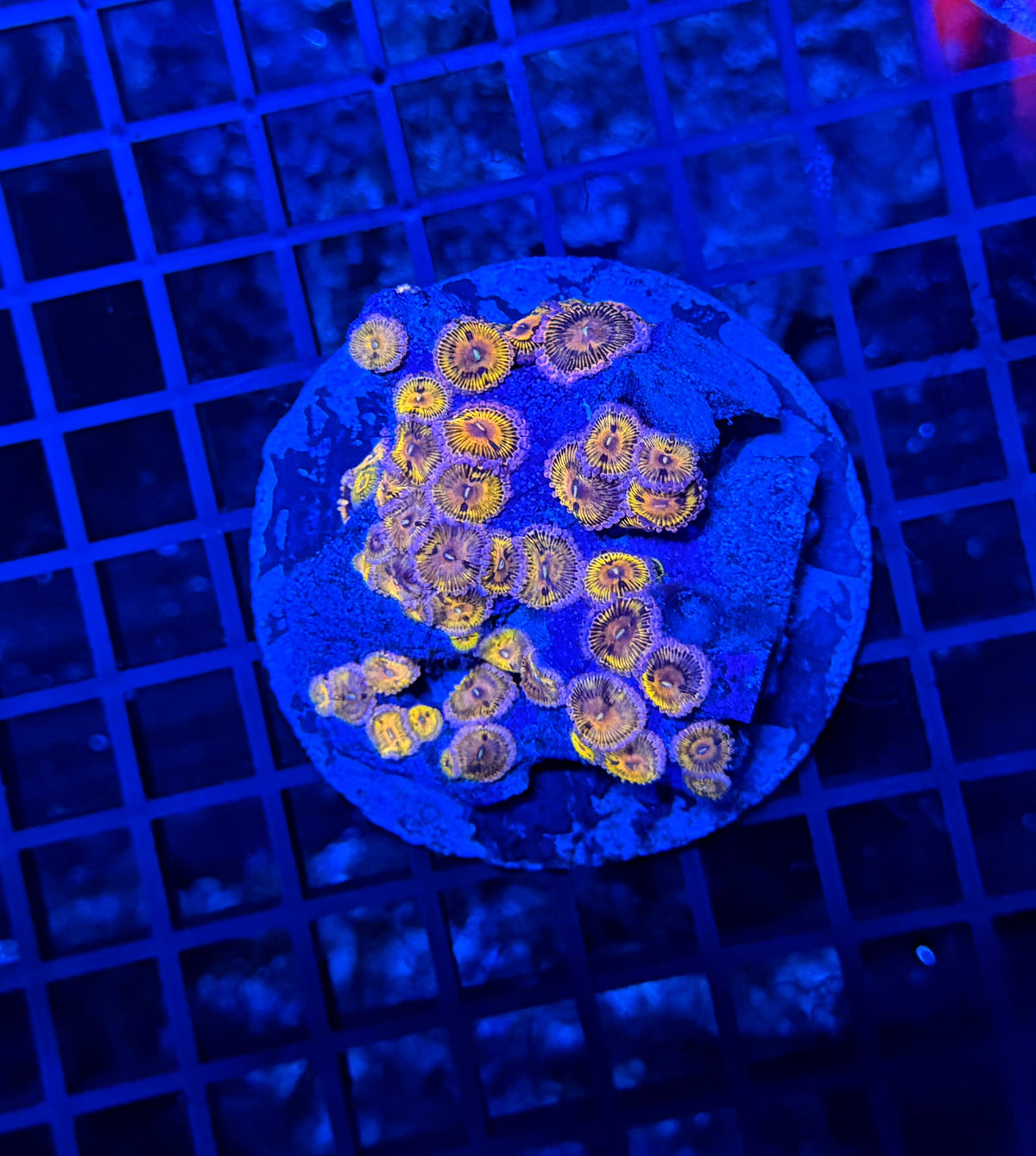 Mixed zoa plate
