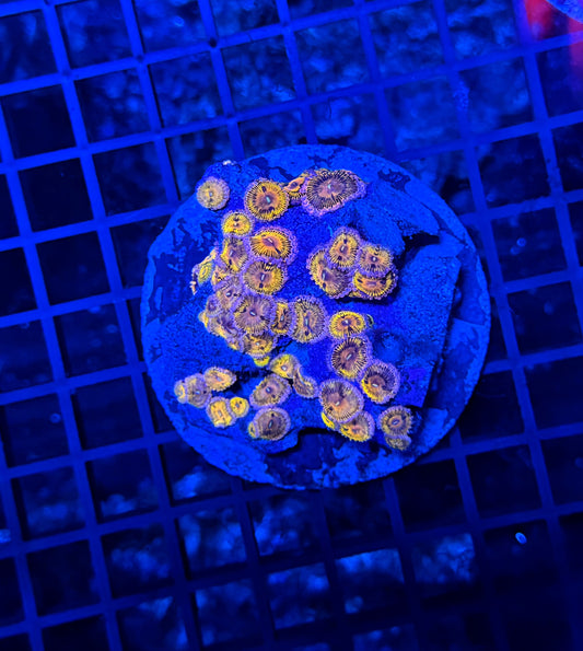 Mixed zoa plate