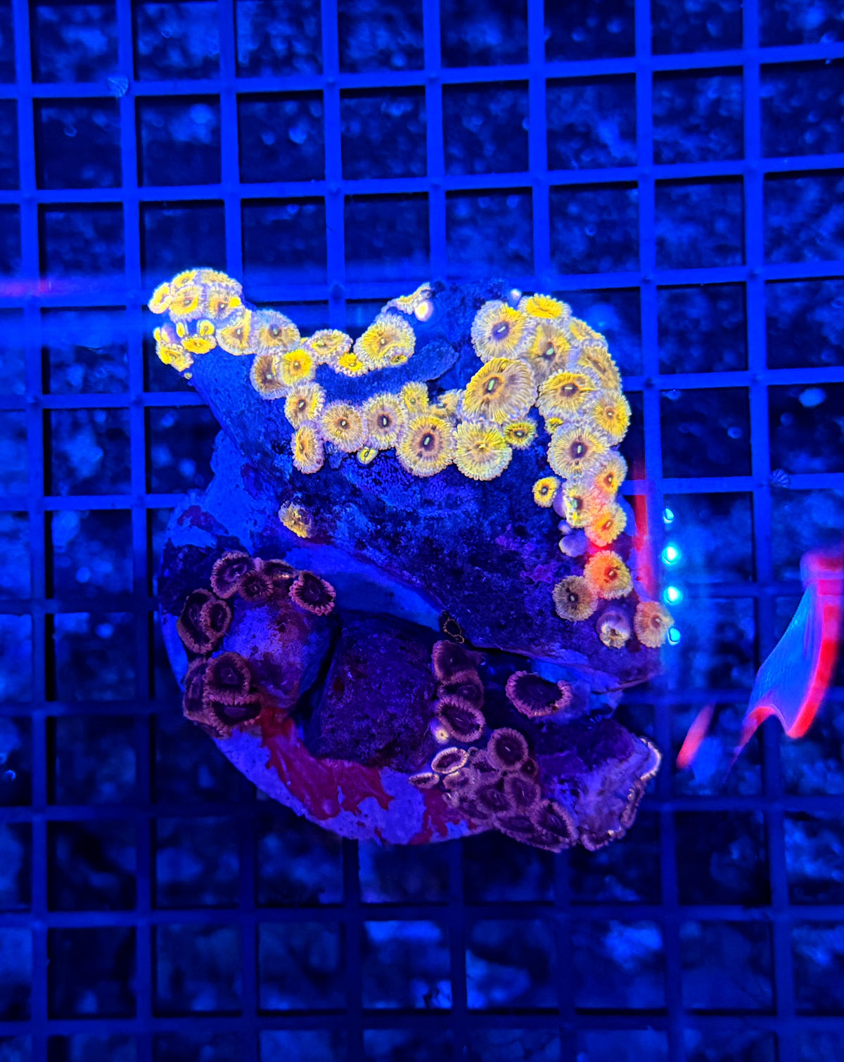 Mixed zoa plate