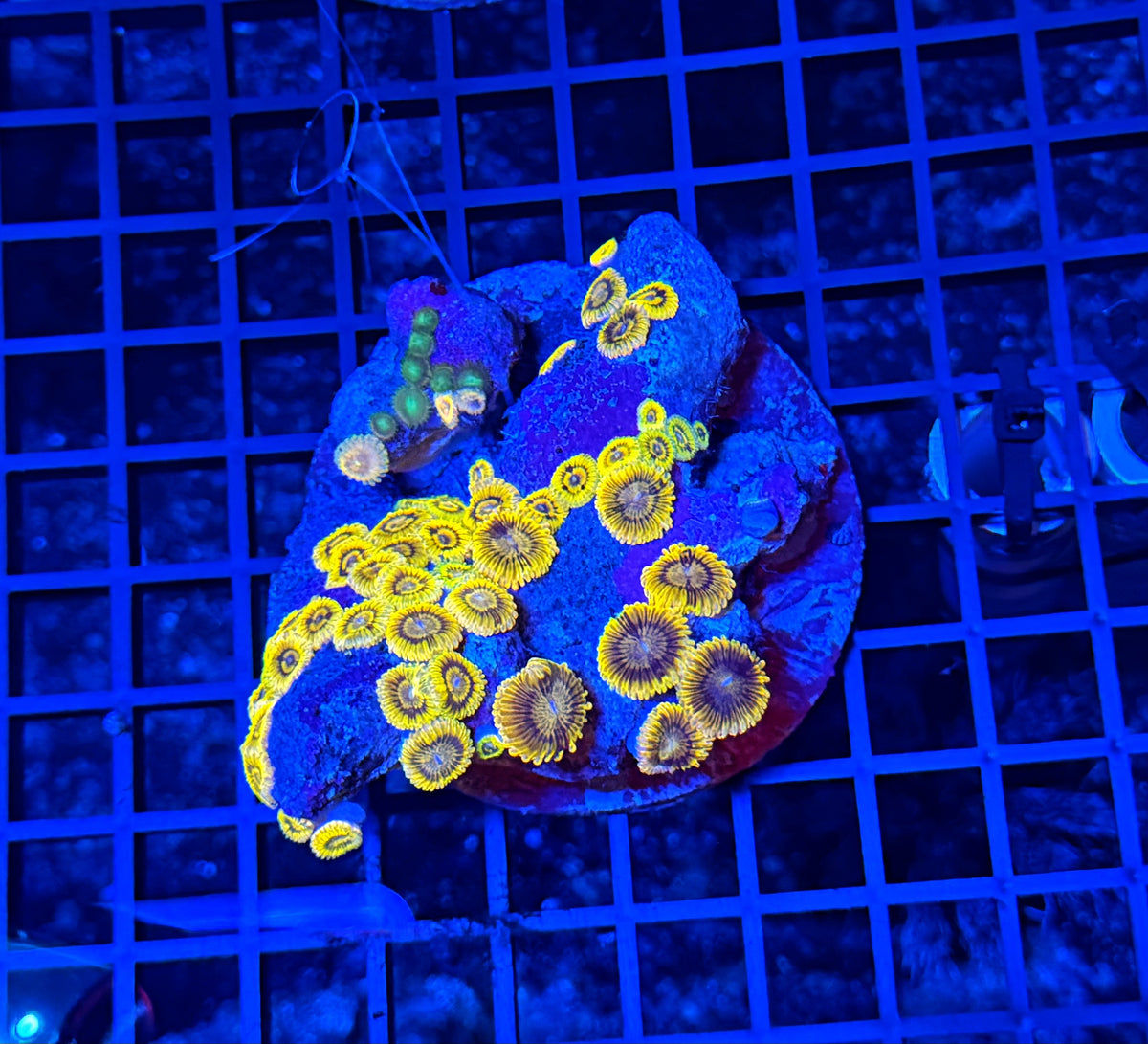 Mixed zoa plate