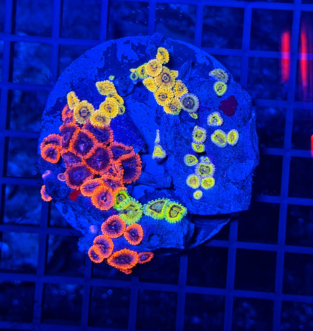 Mixed zoa plate