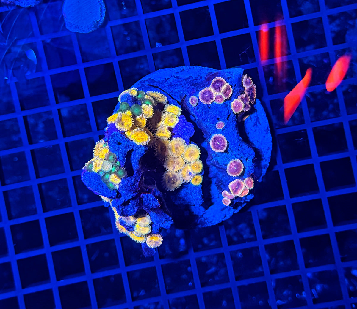 Mixed zoa plate