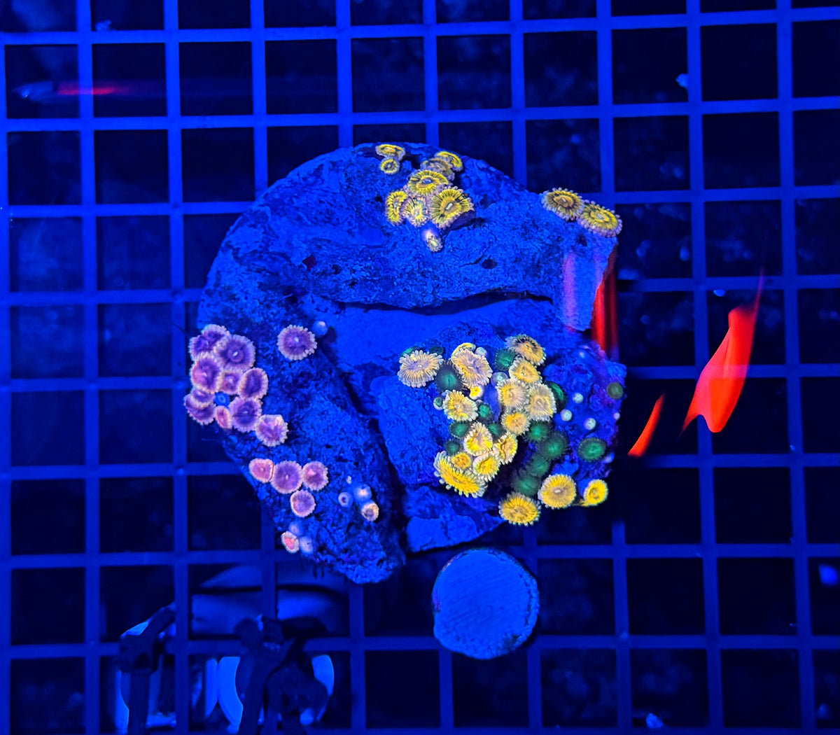 Mixed zoa plate