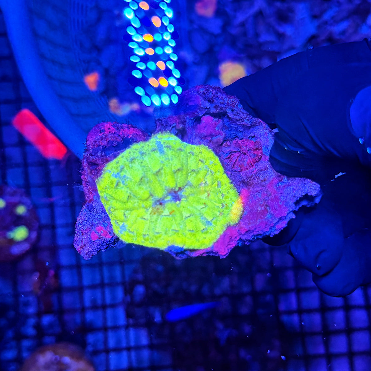 Mini carpet nem