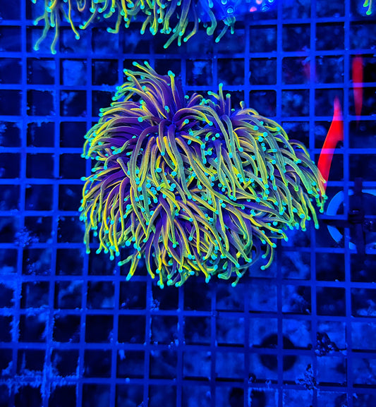 Indo rainbow gold colony small 3-6 cuttable heads