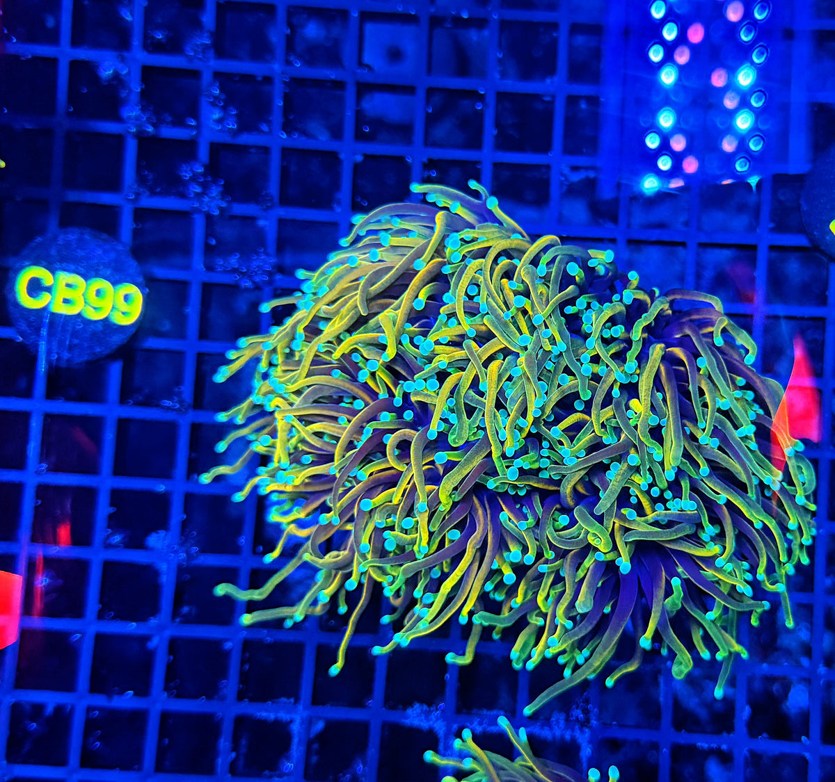 Indo rainbow gold colony small 3-6 cuttable heads