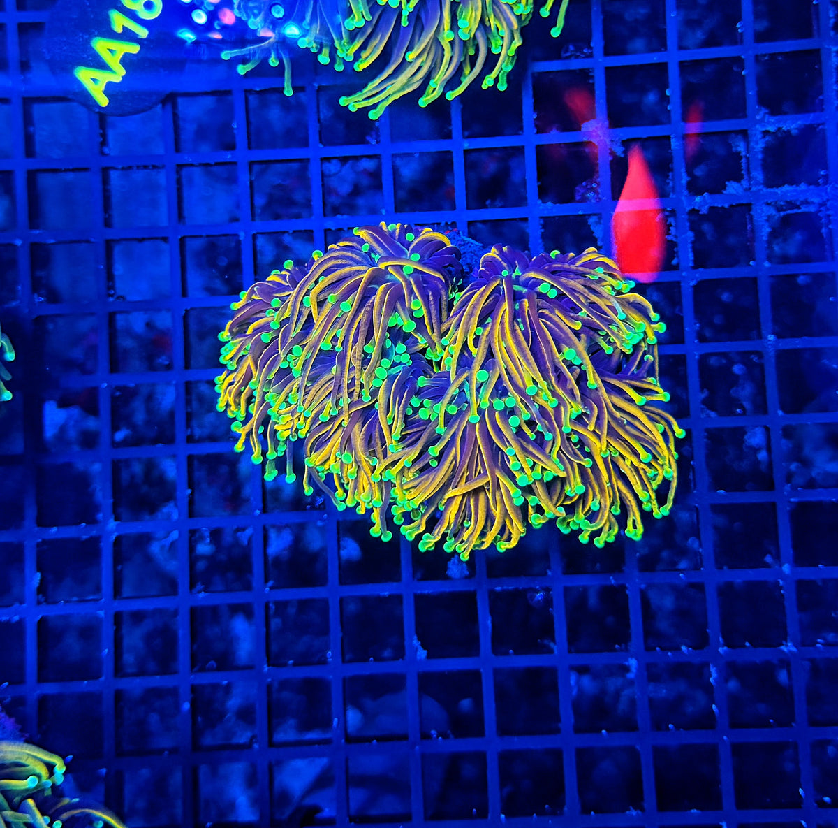 Indo gold  colony small 3-6 cuttable heads