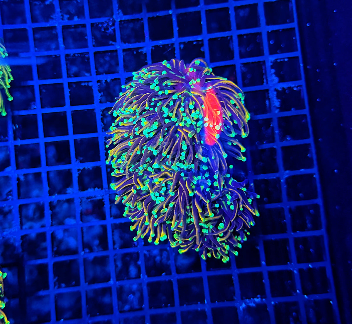 Indo gold  colony small 3-6 cuttable heads