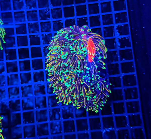 Indo gold  colony small 3-6 cuttable heads