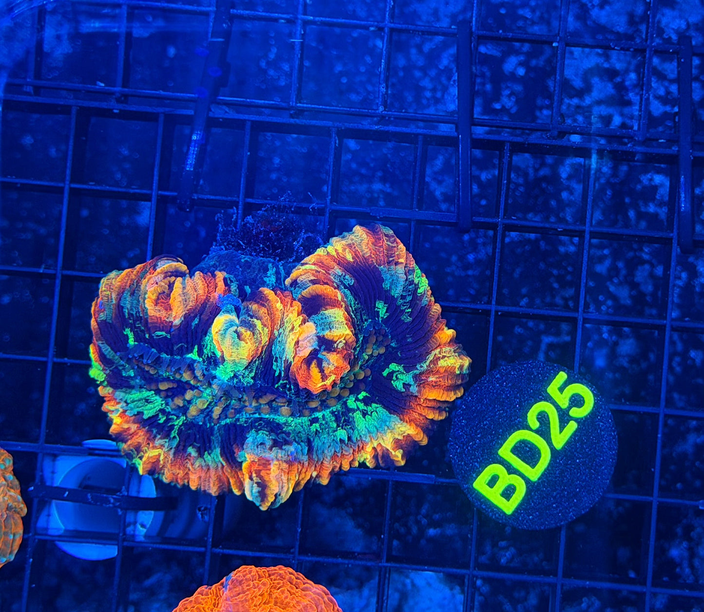 Rainbow Trachy