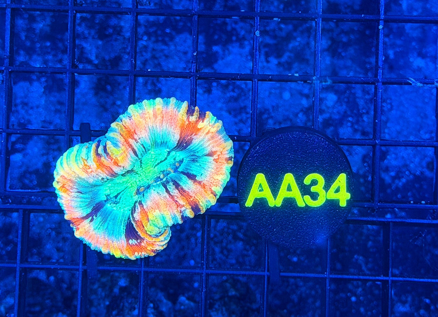 Rainbow Trachy
