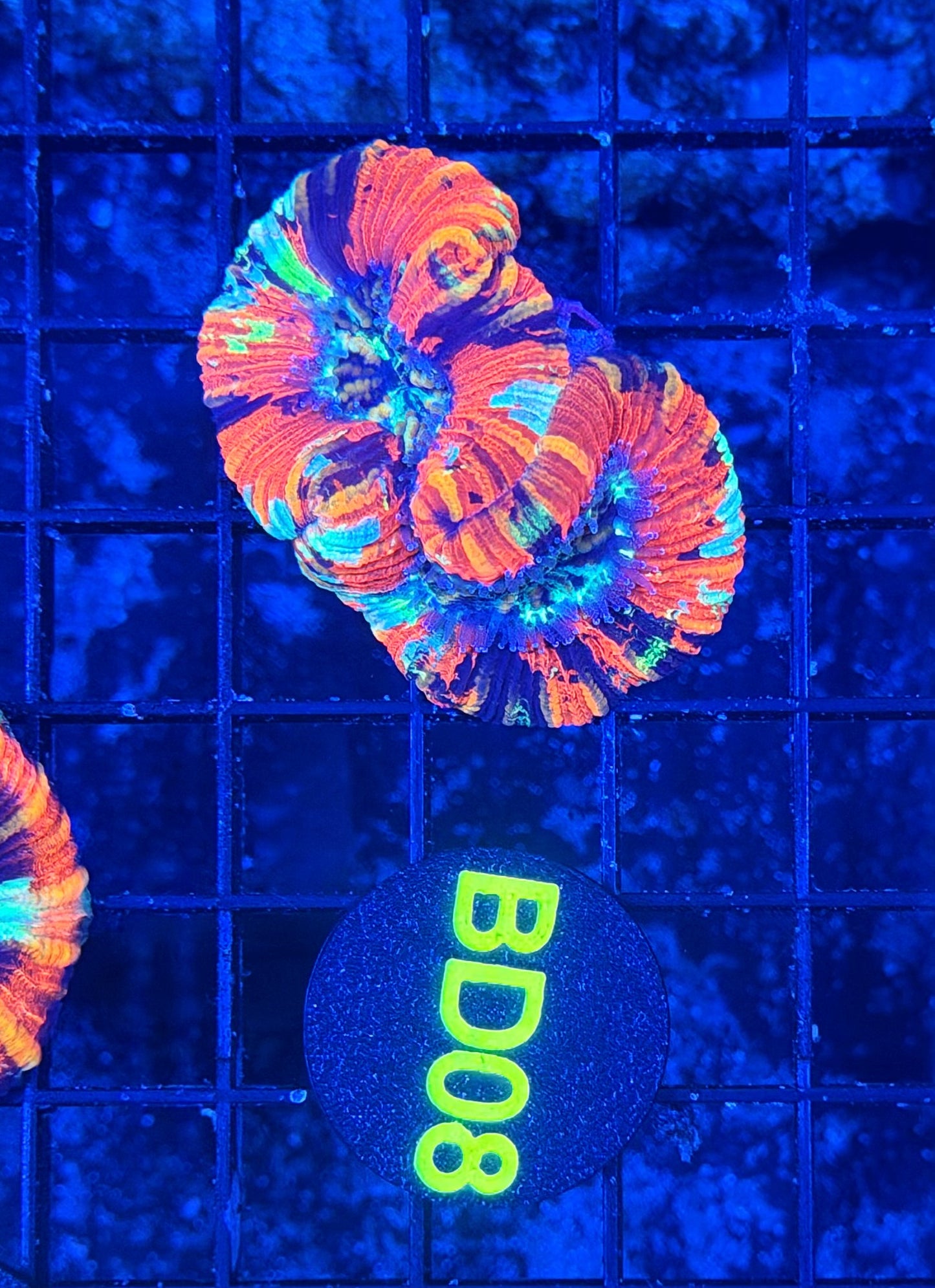 Rainbow Trachy