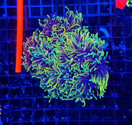 Hellfire colony 4-8+ cuttable heads
