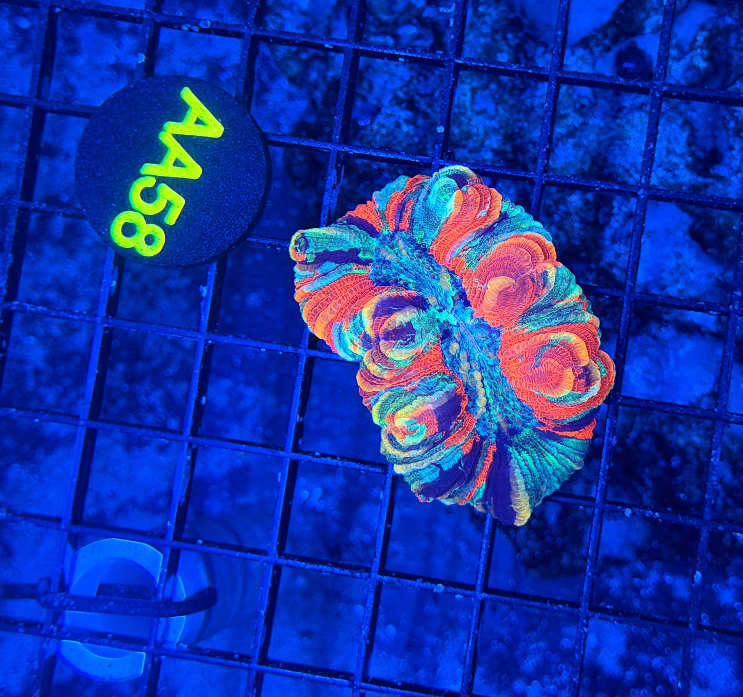 Rainbow Trachy