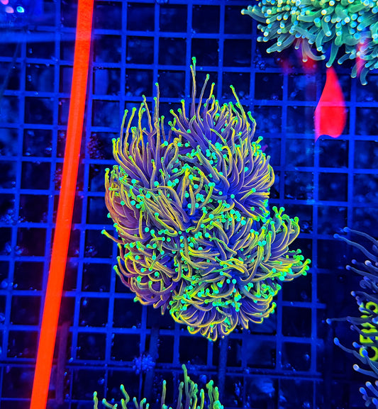Hellfire colony 4-8+ cuttable heads