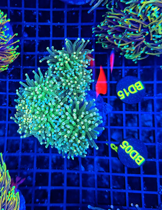 Indo green 4-8+ cuttable heads colony