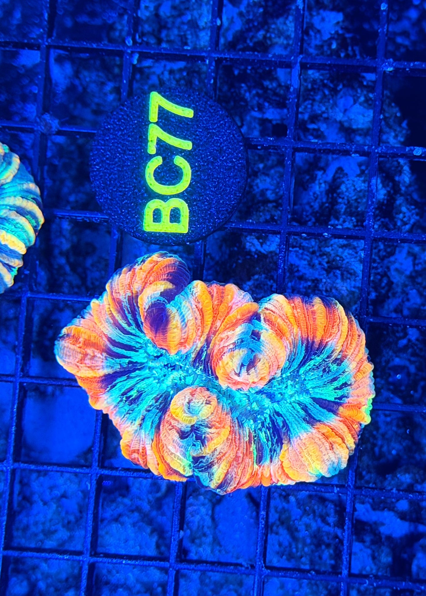 Rainbow Trachy