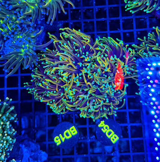 Indo rainbow gold colony 4-8+ cuttable heads