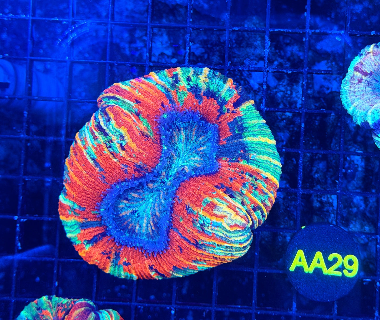 Rainbow Trachy