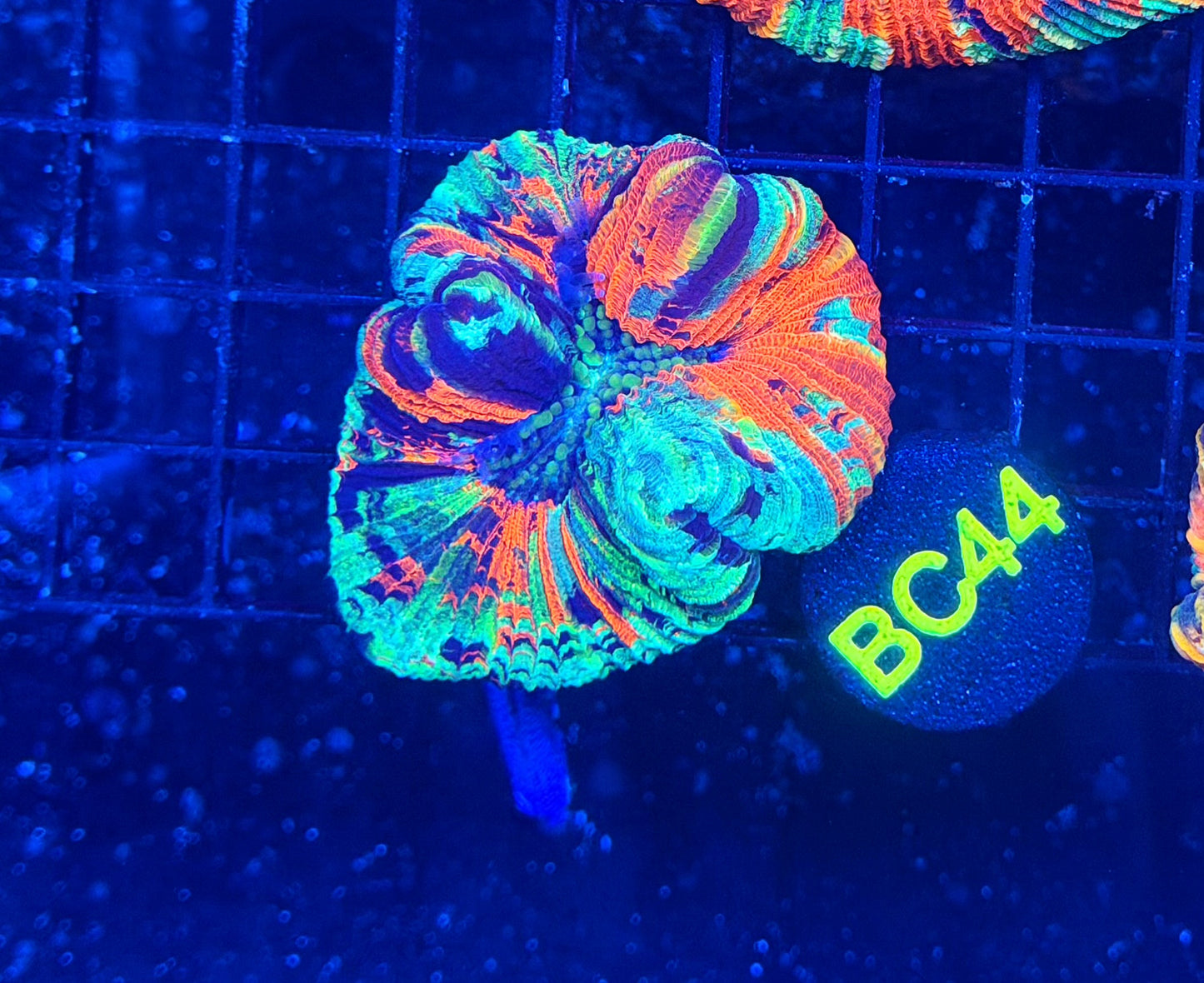 Rainbow Trachy