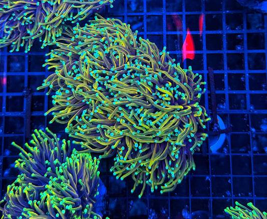 Indo rainbow gold colony 4-8+ cuttable heads