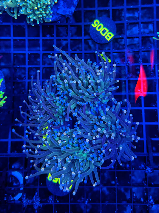 Indo green 4-8+ cuttable heads colony