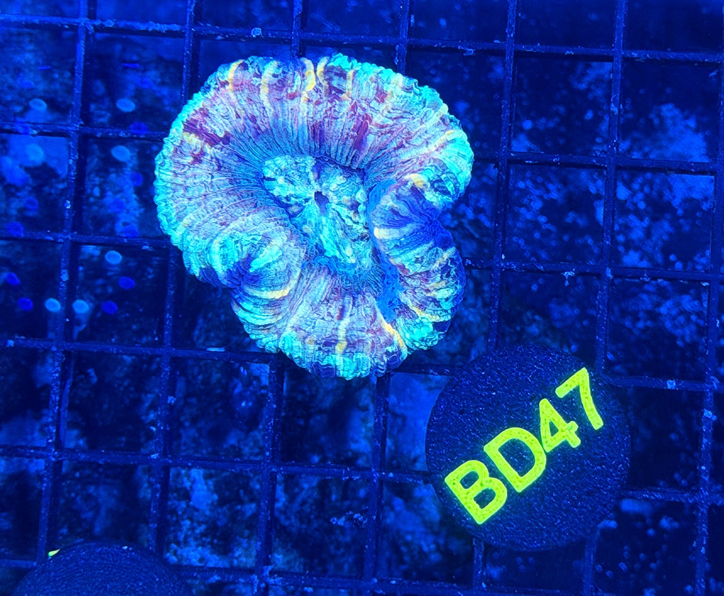 Rainbow Trachy