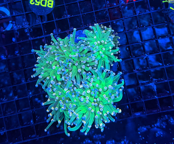 Indo green 4-8+ cuttable heads colony