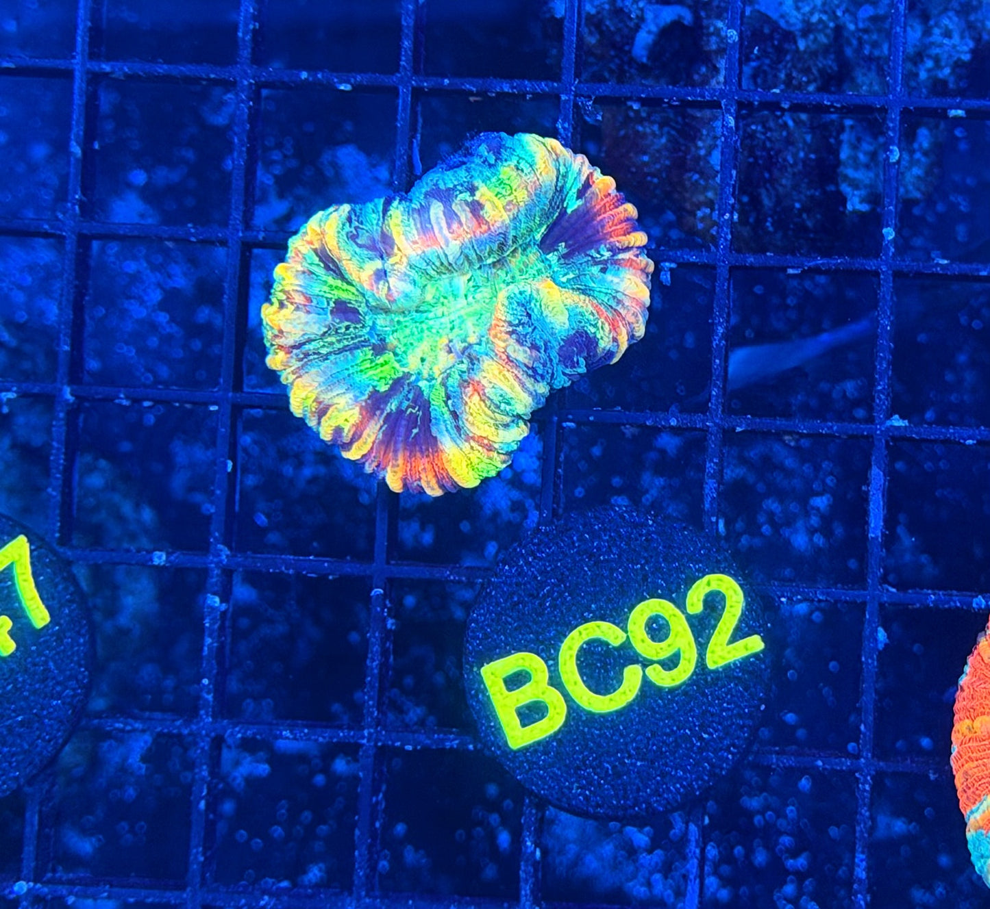 Rainbow Trachy