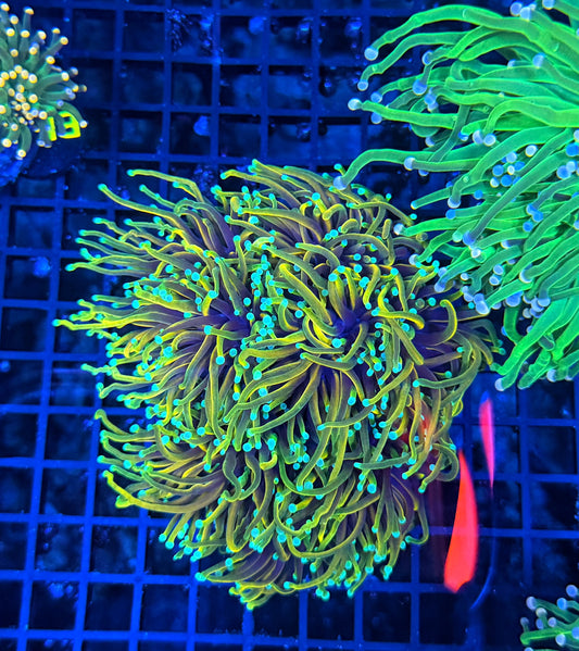 Indo rainbow gold colony 4-8+ cuttable heads