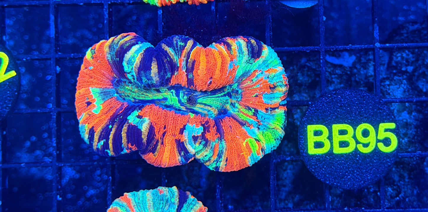 Rainbow Trachy