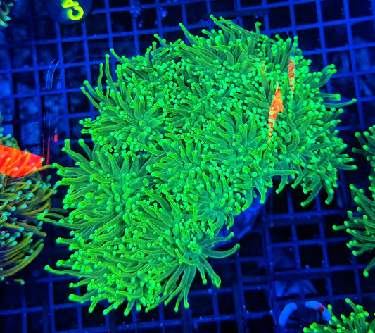 Toxic green 4-10+ cuttable heads colony large