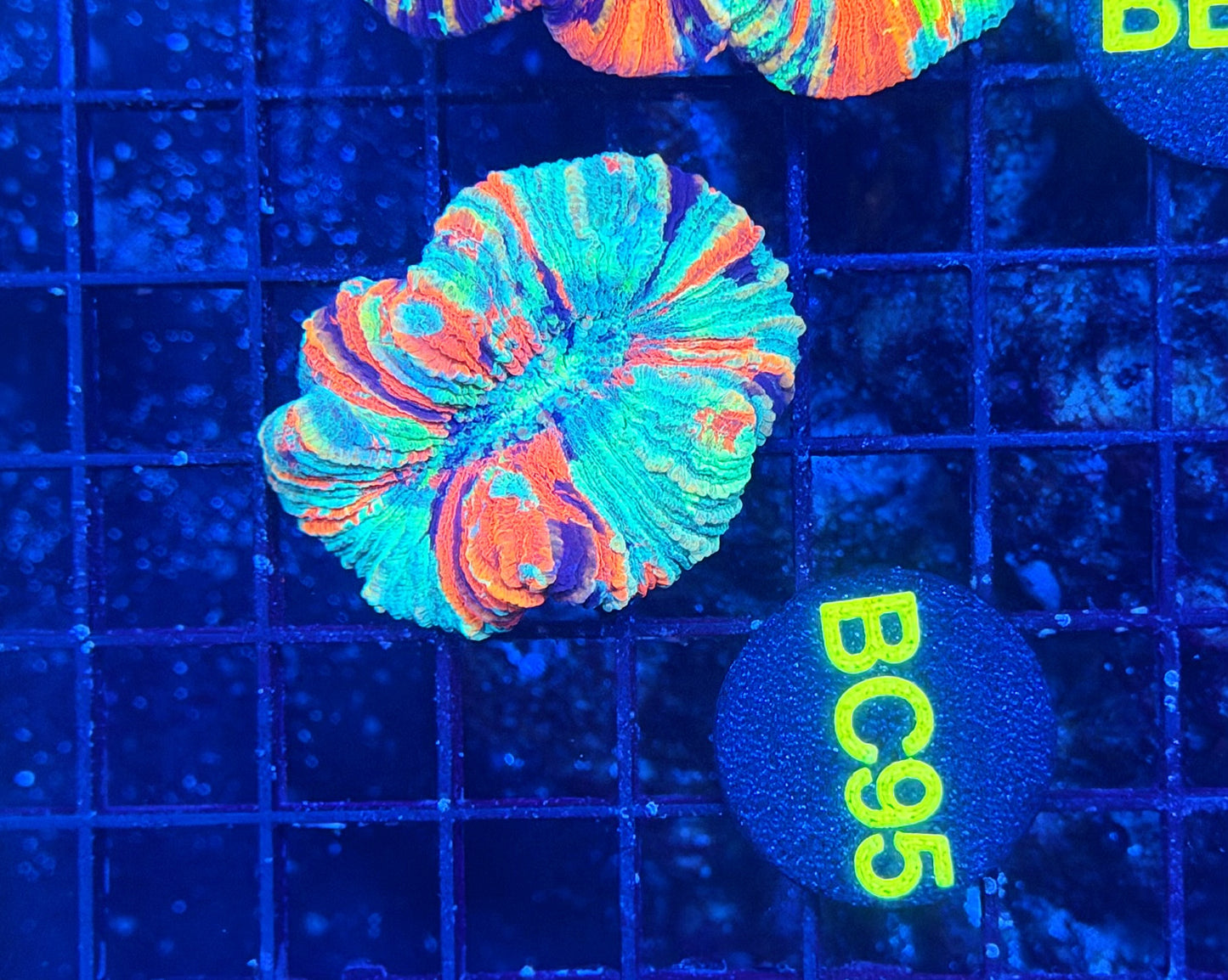 Rainbow Trachy