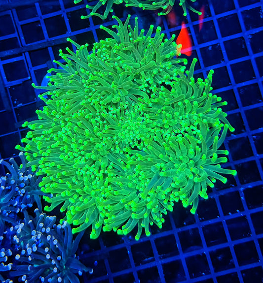Toxic green 4-10+ cuttable heads colony large