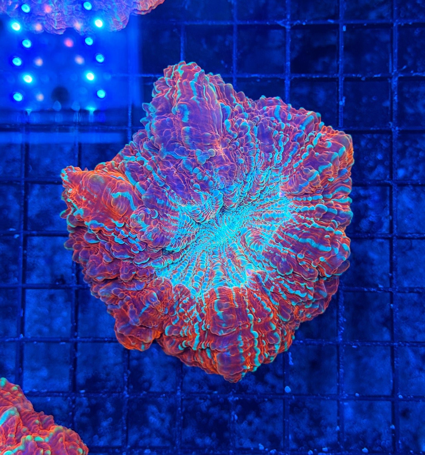 Rainbow acantho