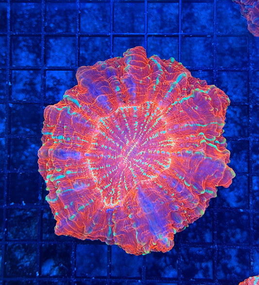 Rainbow acantho