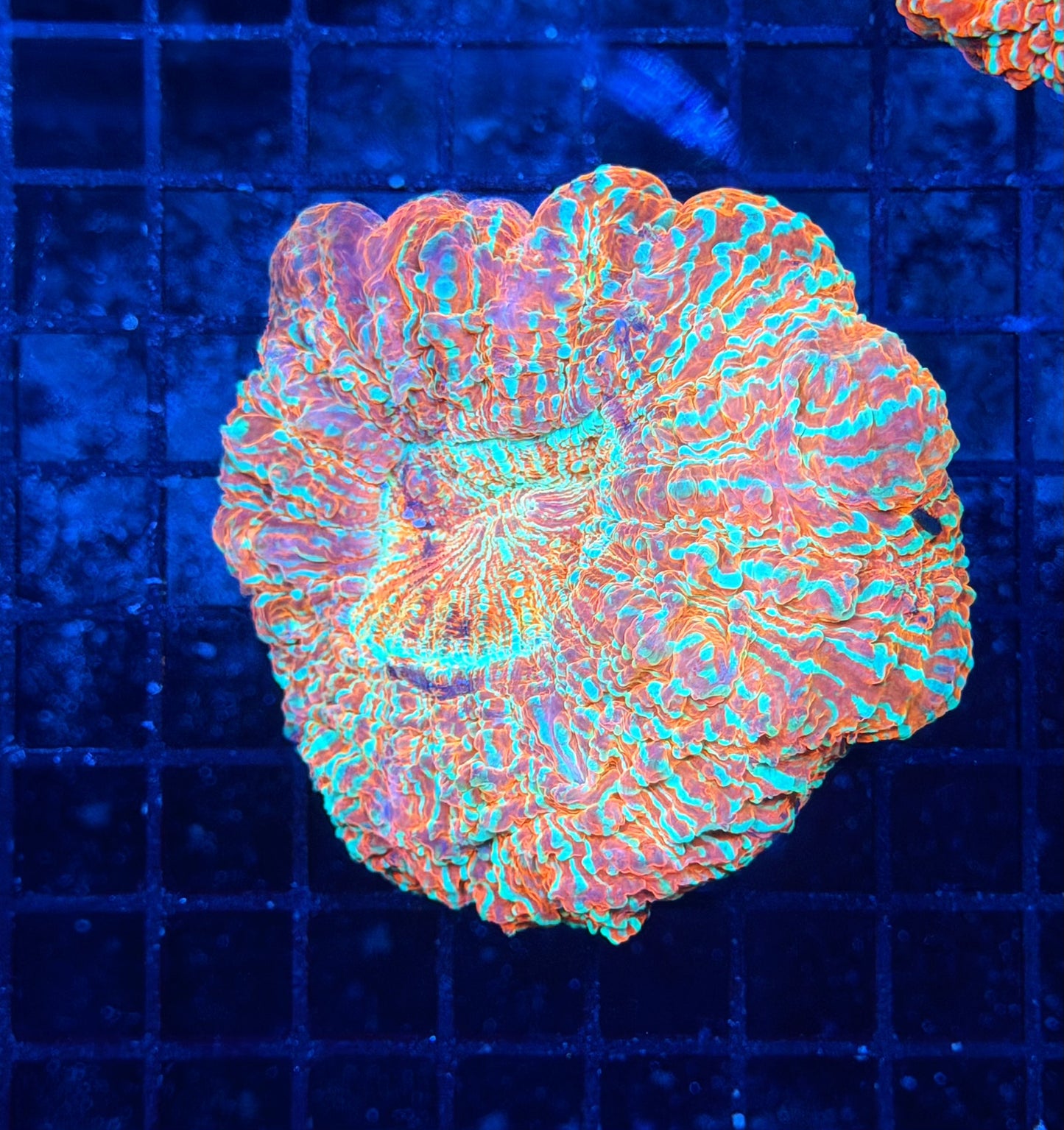 Rainbow acantho