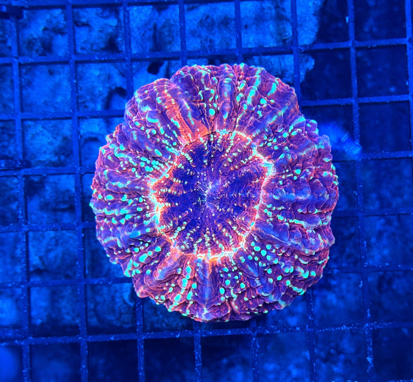 Rainbow acantho