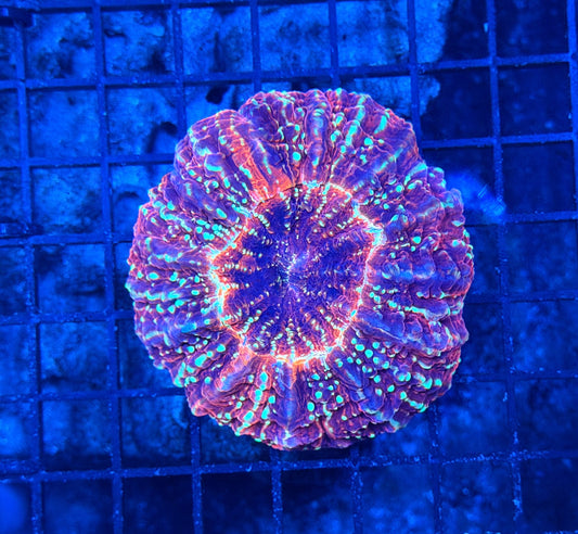 Rainbow acantho
