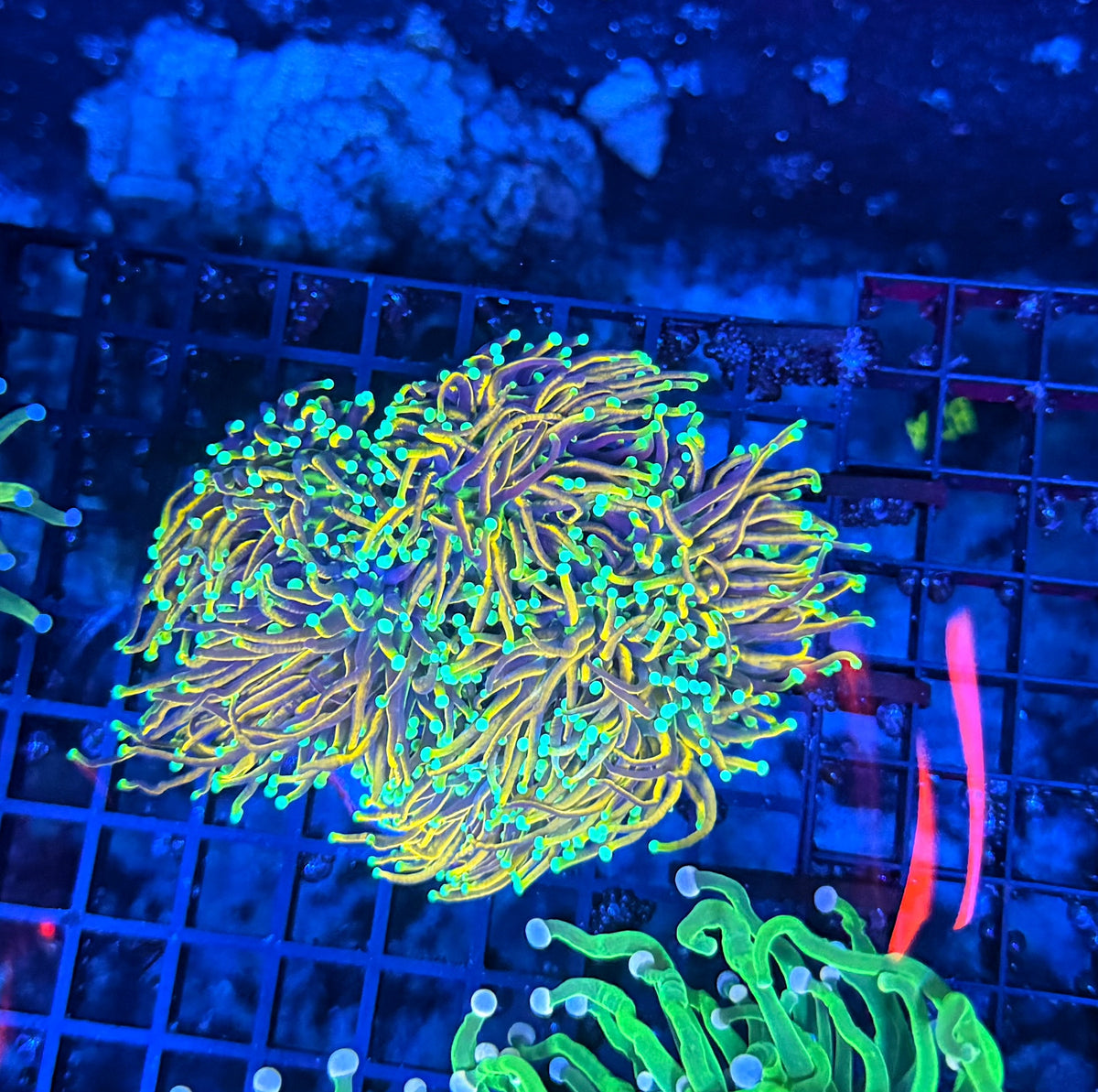 Indo gold colony 4-8+ cuttable heads