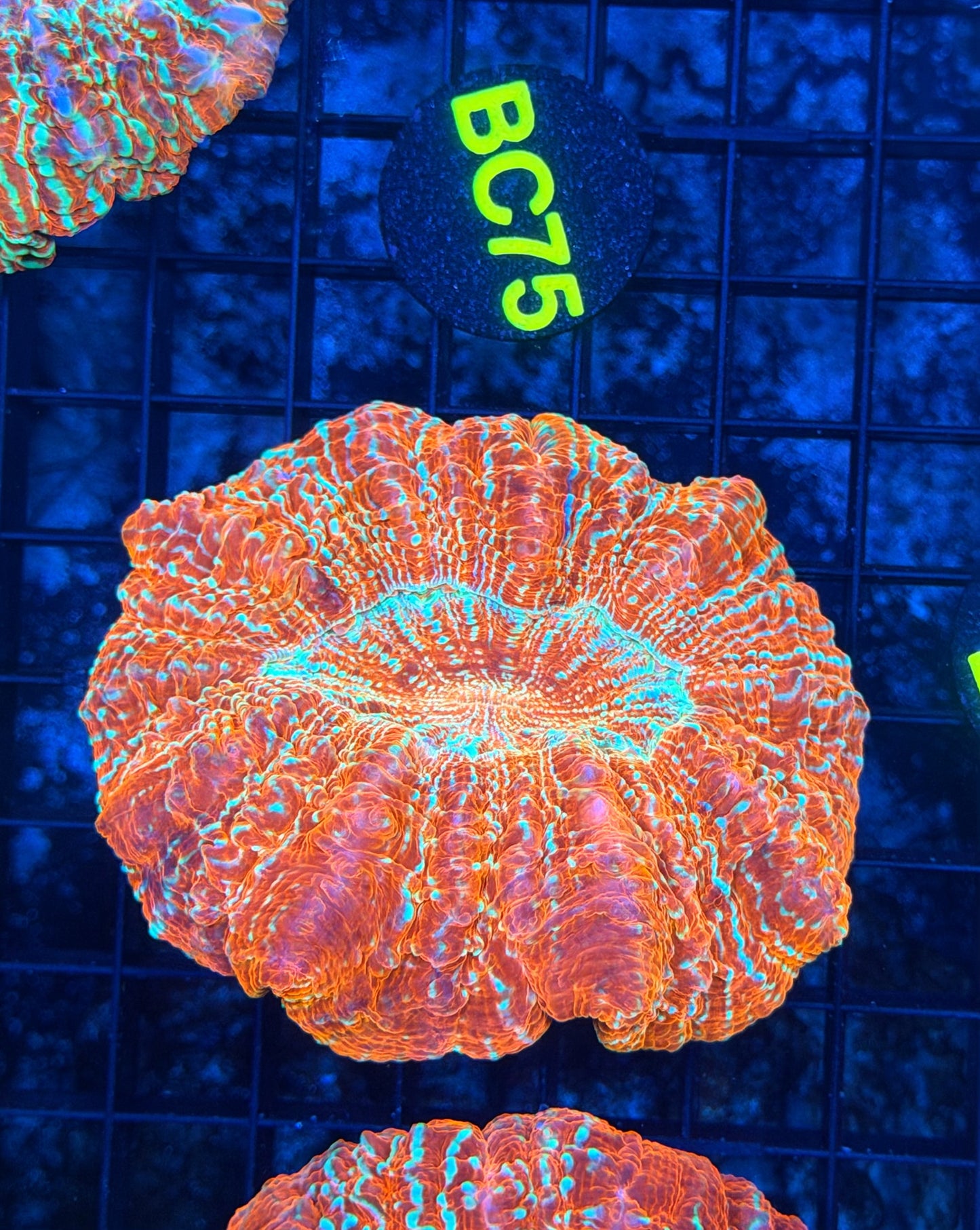 Rainbow acantho