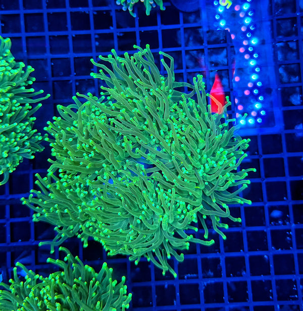Indo green 4-8+ cuttable heads colony