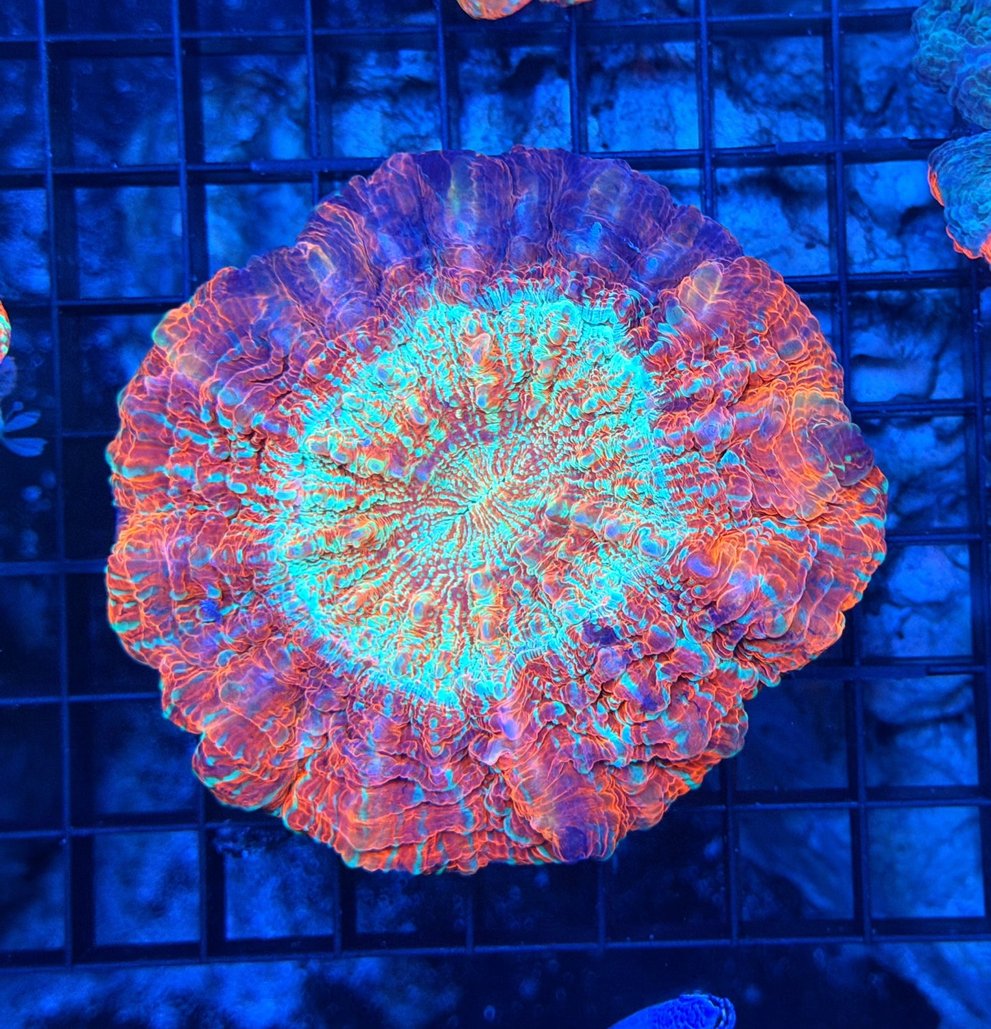 Rainbow acantho