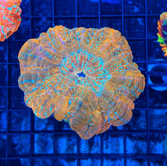 Rainbow acantho